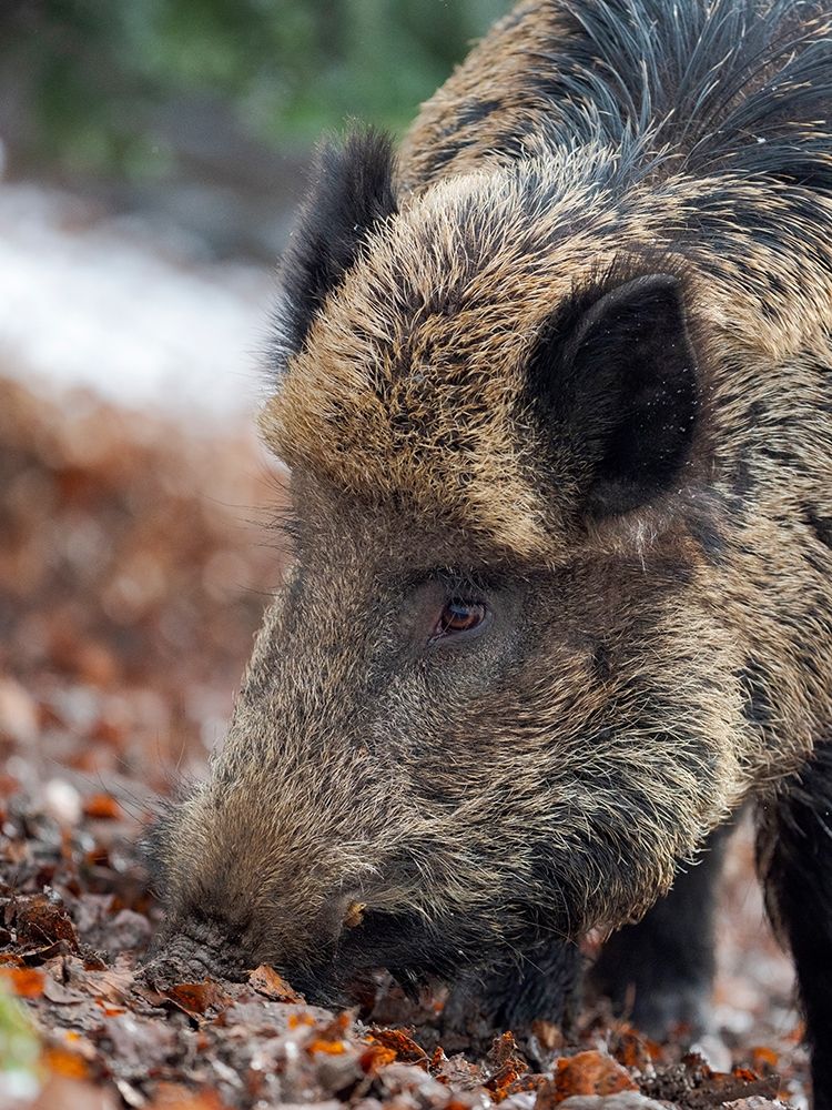 Wild boar during winter in high forest Bavarian Forest National Park Germany-Bavaria